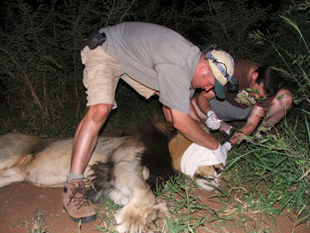 Spezial Safari in Südafrika für Tiermediziner: Mit Daktari als Reiseleiter